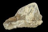 Fossil Crusher Shark (Ptychodus) Tooth - Kansas #187426-1